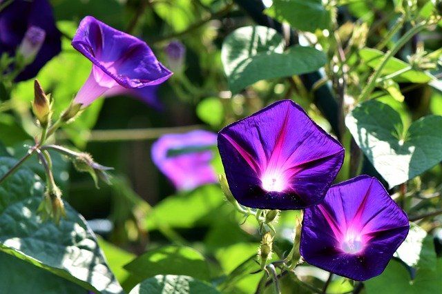 A morning - glory at my window satisfies me more than the metaphysics of books.  Walt Whitman
