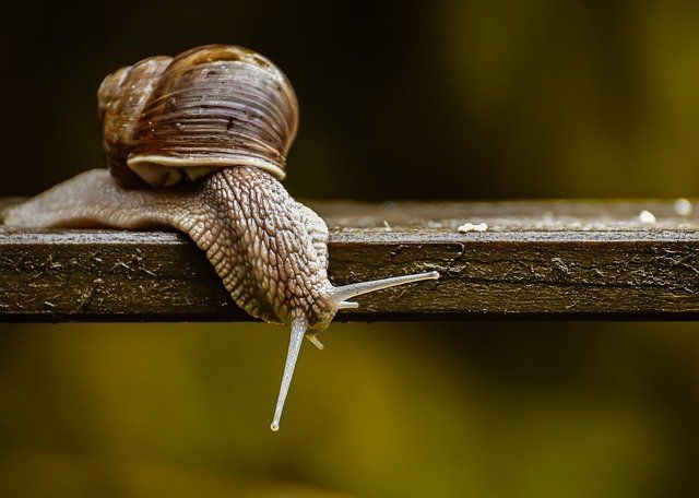 By perseverance, the snail reached the ark. C.H. Spurgeon
