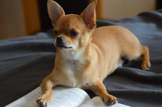 Outside of a dog, a book is man's best friend. Inside a dog ,it's too dark to read. Groucho Marx
